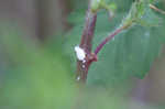 Toothed sedge